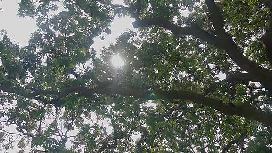 阳光透过树叶视频的预览图