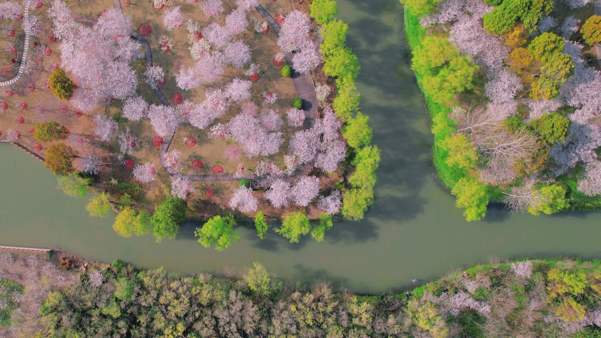 4k樱花园自然风光视频的预览图