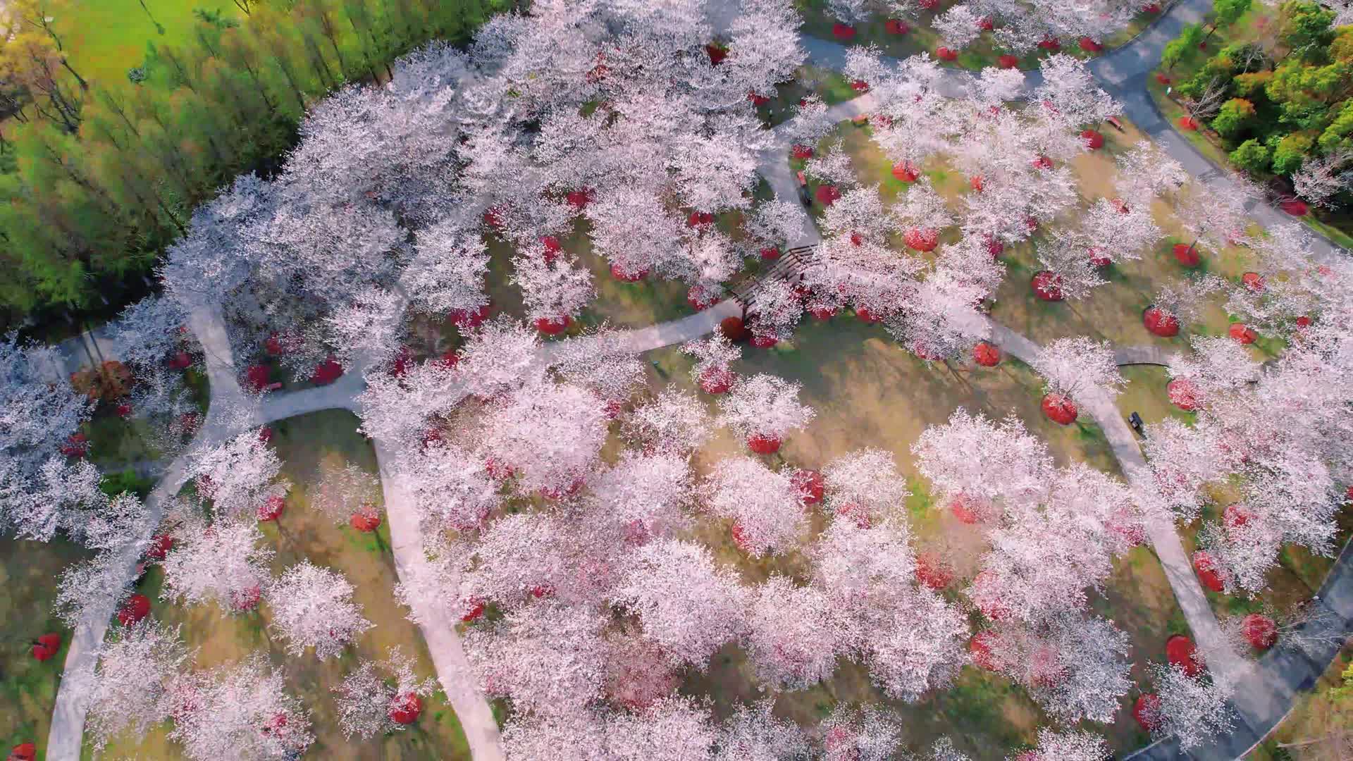 4k樱花园自然风光视频的预览图