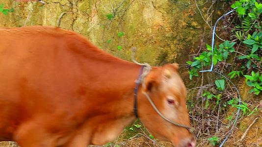 山上放养黄牛吃草视频的预览图