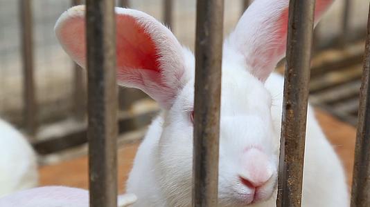 关在笼子里的小白兔视频的预览图