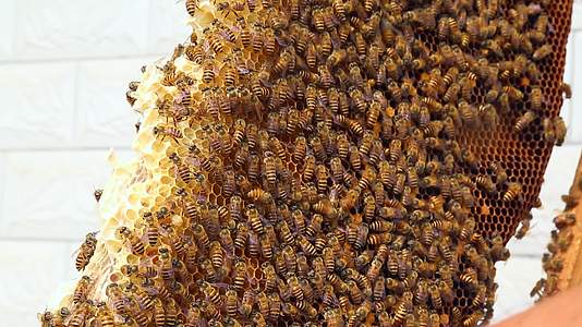 蜂农开箱检查蜜蜂视频的预览图
