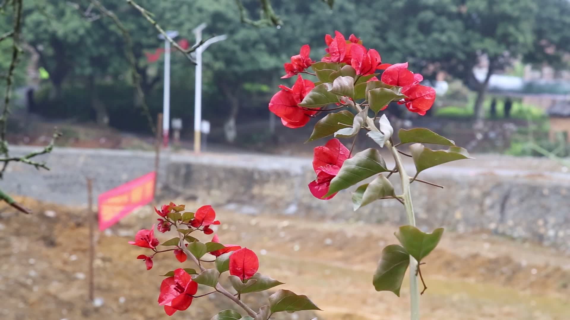 一朵美丽的大红花视频的预览图