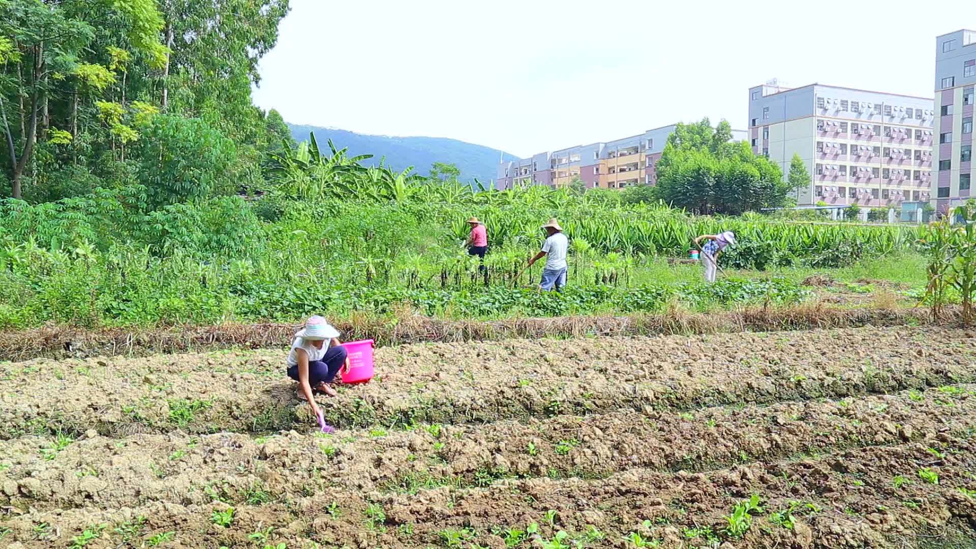 一组农民干活镜头视频的预览图