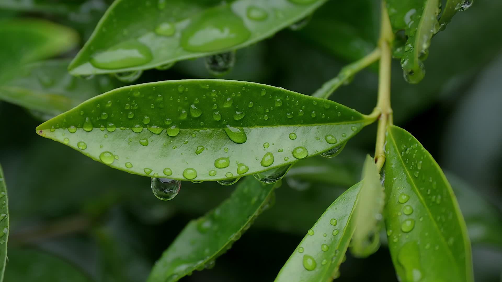 雨水滴落在树叶上实拍视频视频的预览图