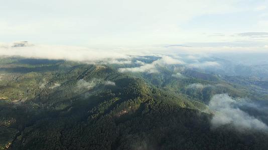 4K航拍斯里兰卡森林风光视频的预览图