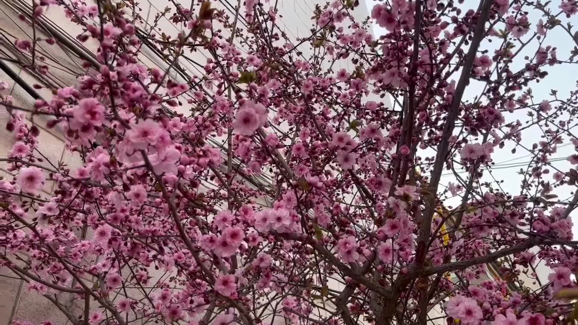 盛开的桃花视频的预览图