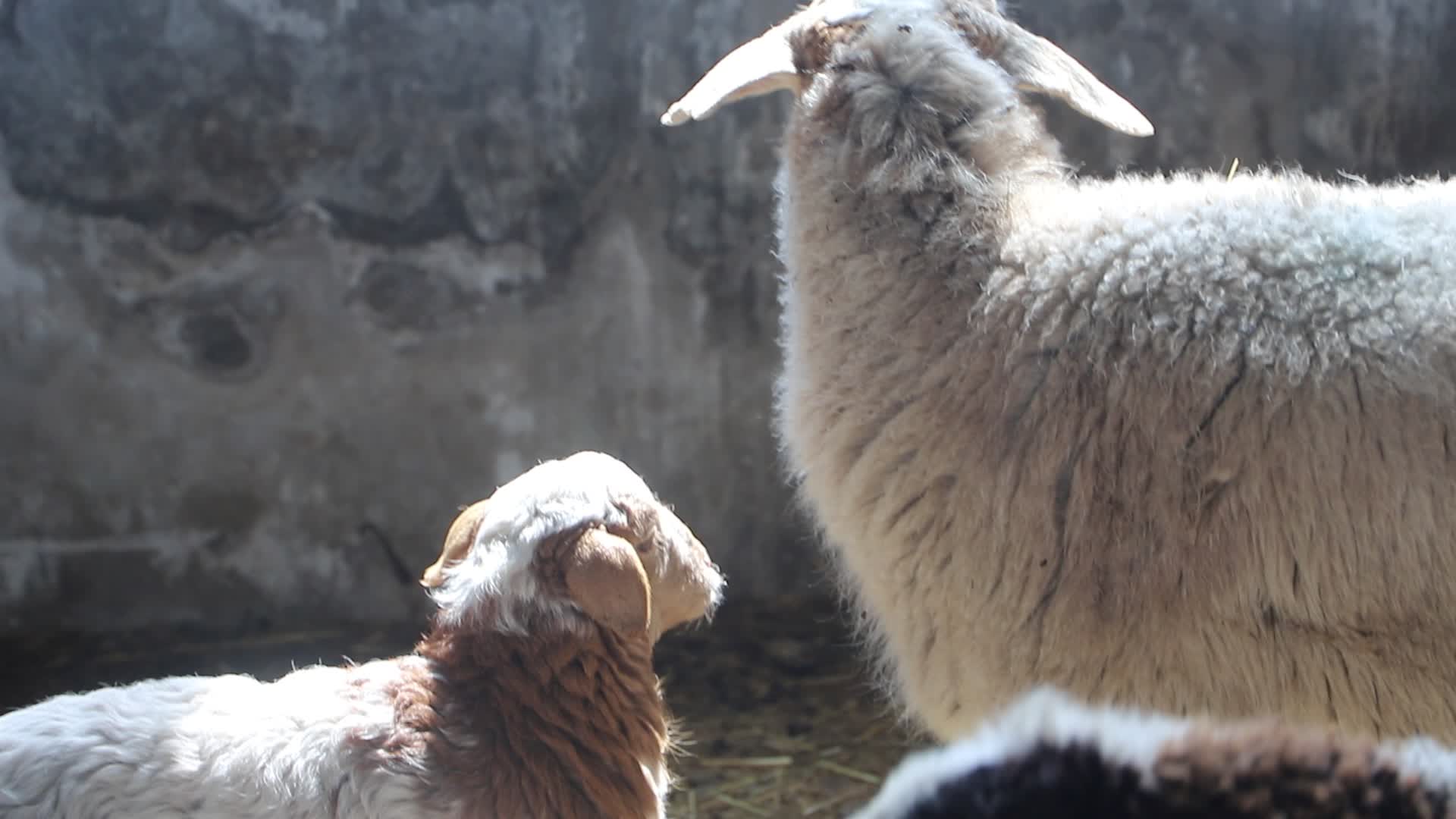羊圈里的绵羊视频的预览图