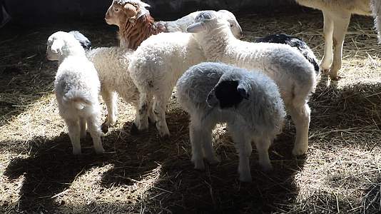 羊圈里吃草的小羔羊视频的预览图
