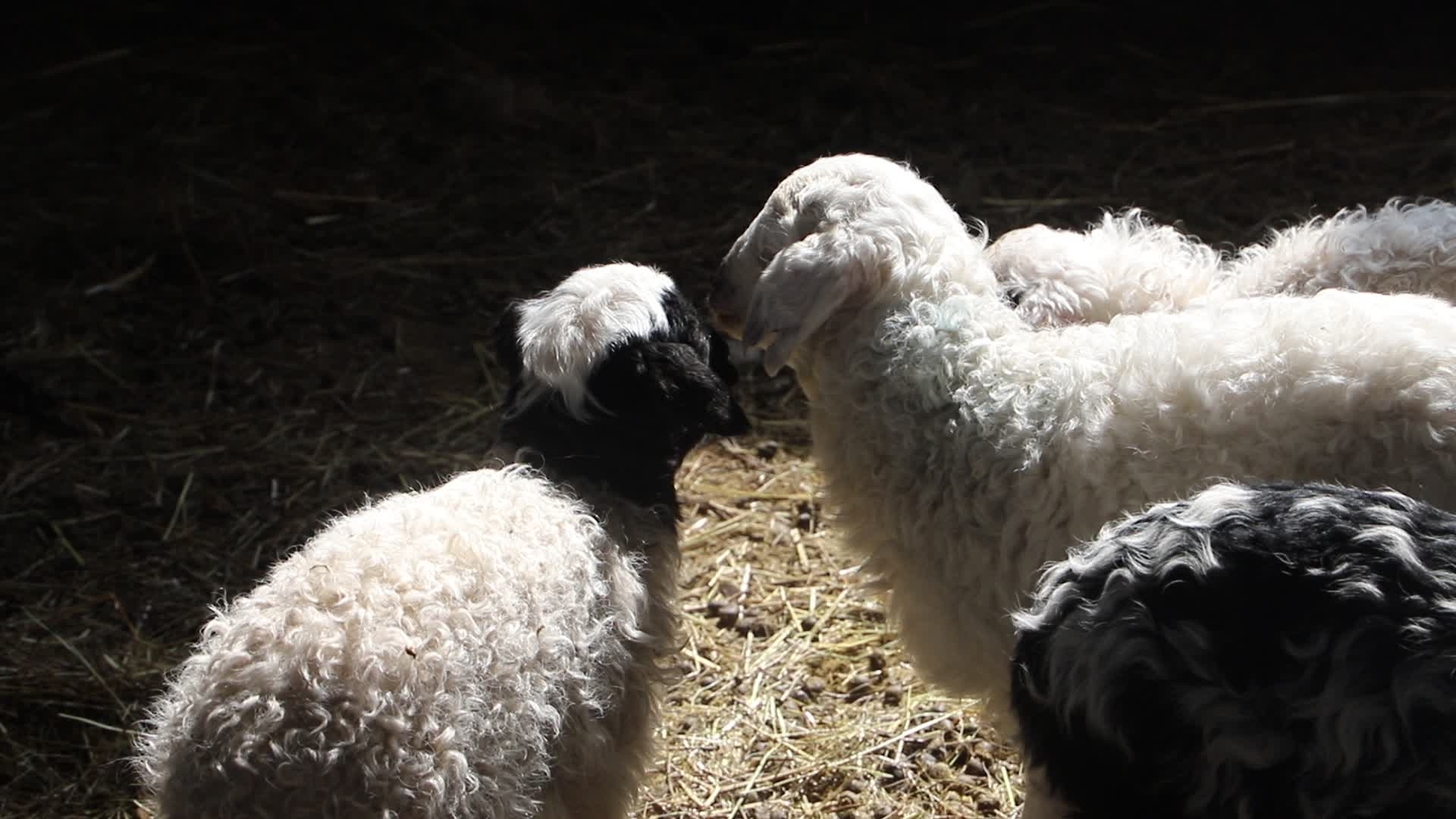 羊圈里的小羔羊视频的预览图