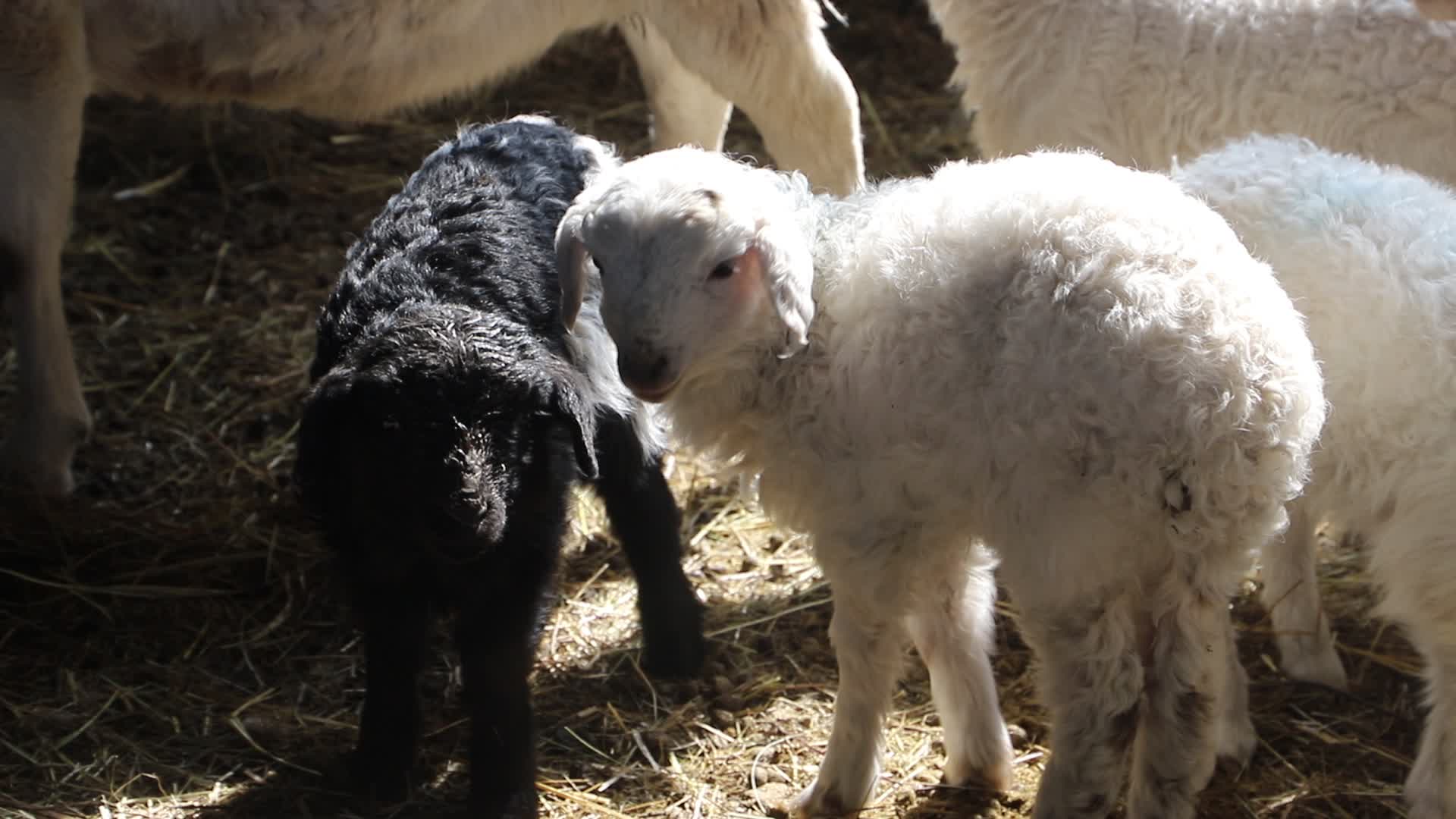 羊圈里的小羊视频的预览图