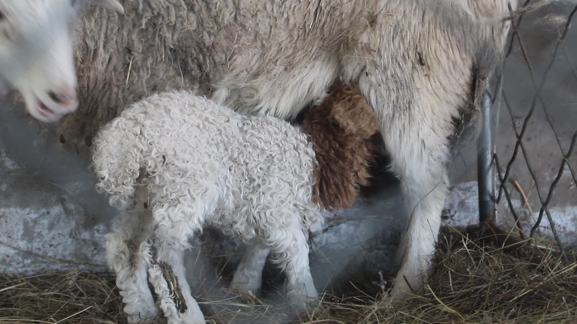 吃奶的小羊视频的预览图