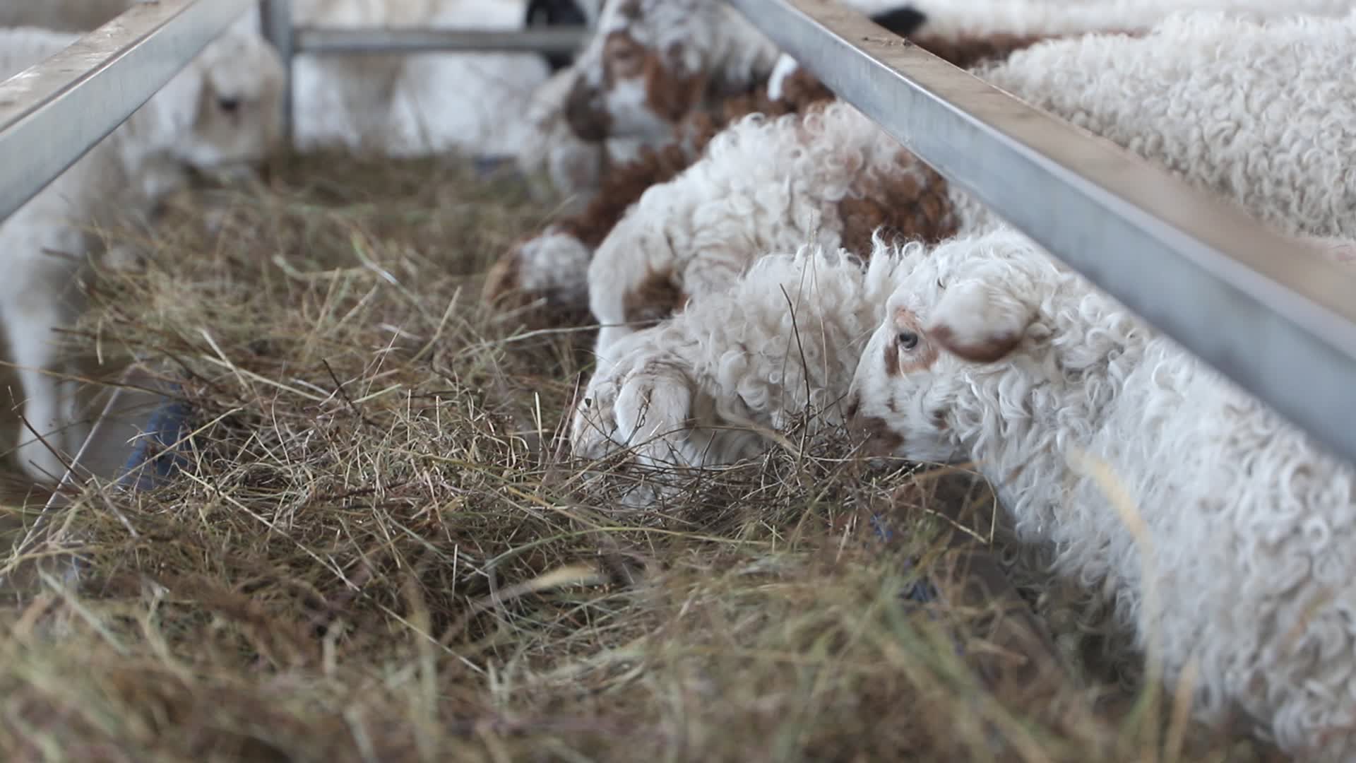 吃草料的一群羊视频的预览图
