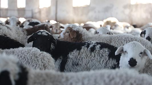 羊圈里的羊群视频的预览图