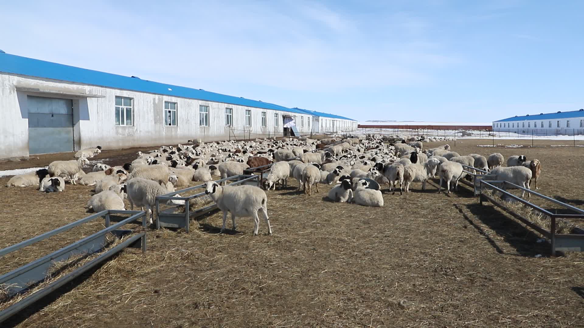养殖场里的羊群视频的预览图