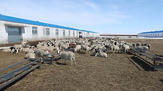 养殖场里的羊群视频的预览图
