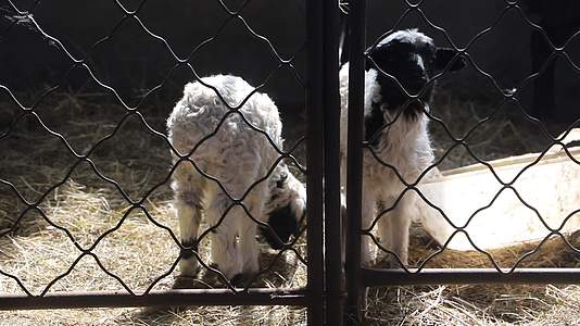 养殖场里的小羊视频的预览图