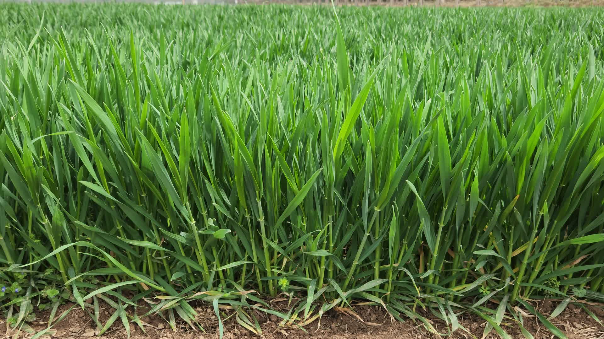 春天田野里的小麦视频的预览图