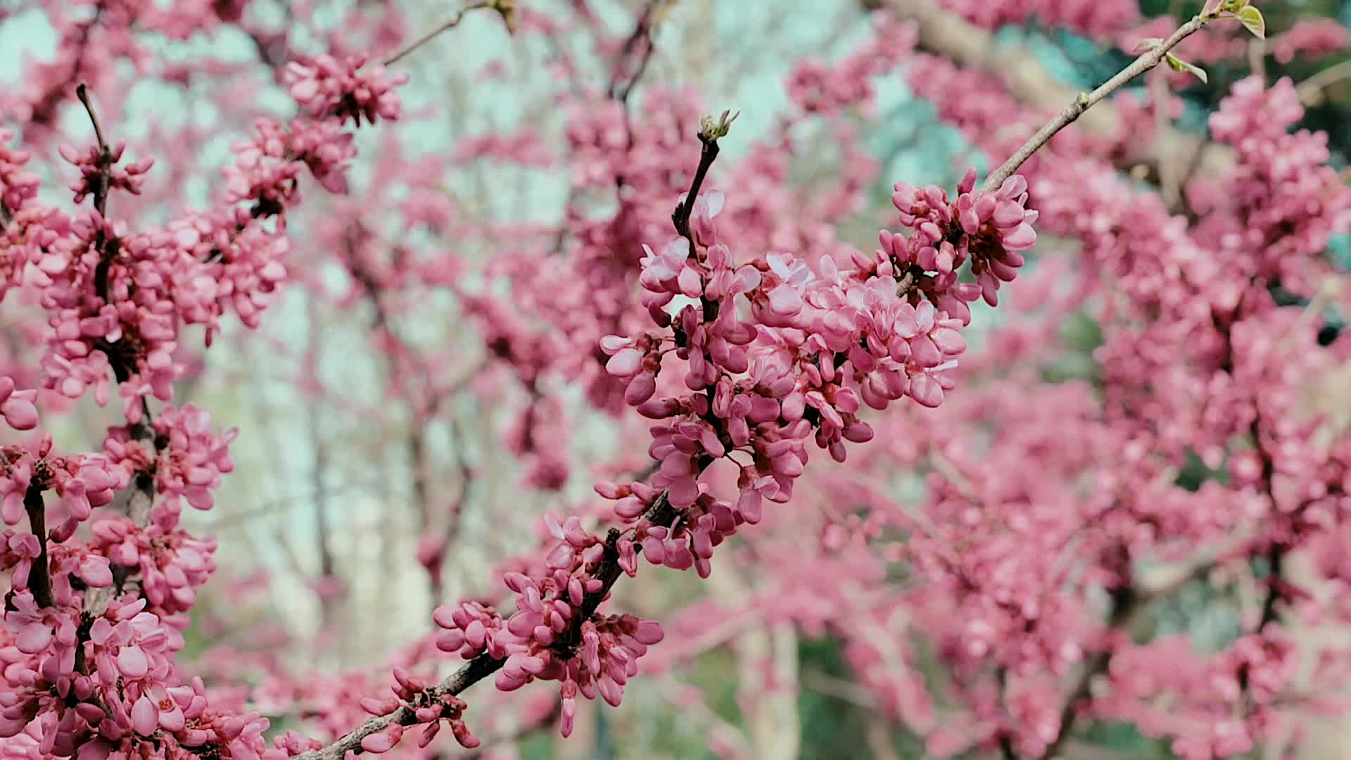 公园里的春天视频的预览图