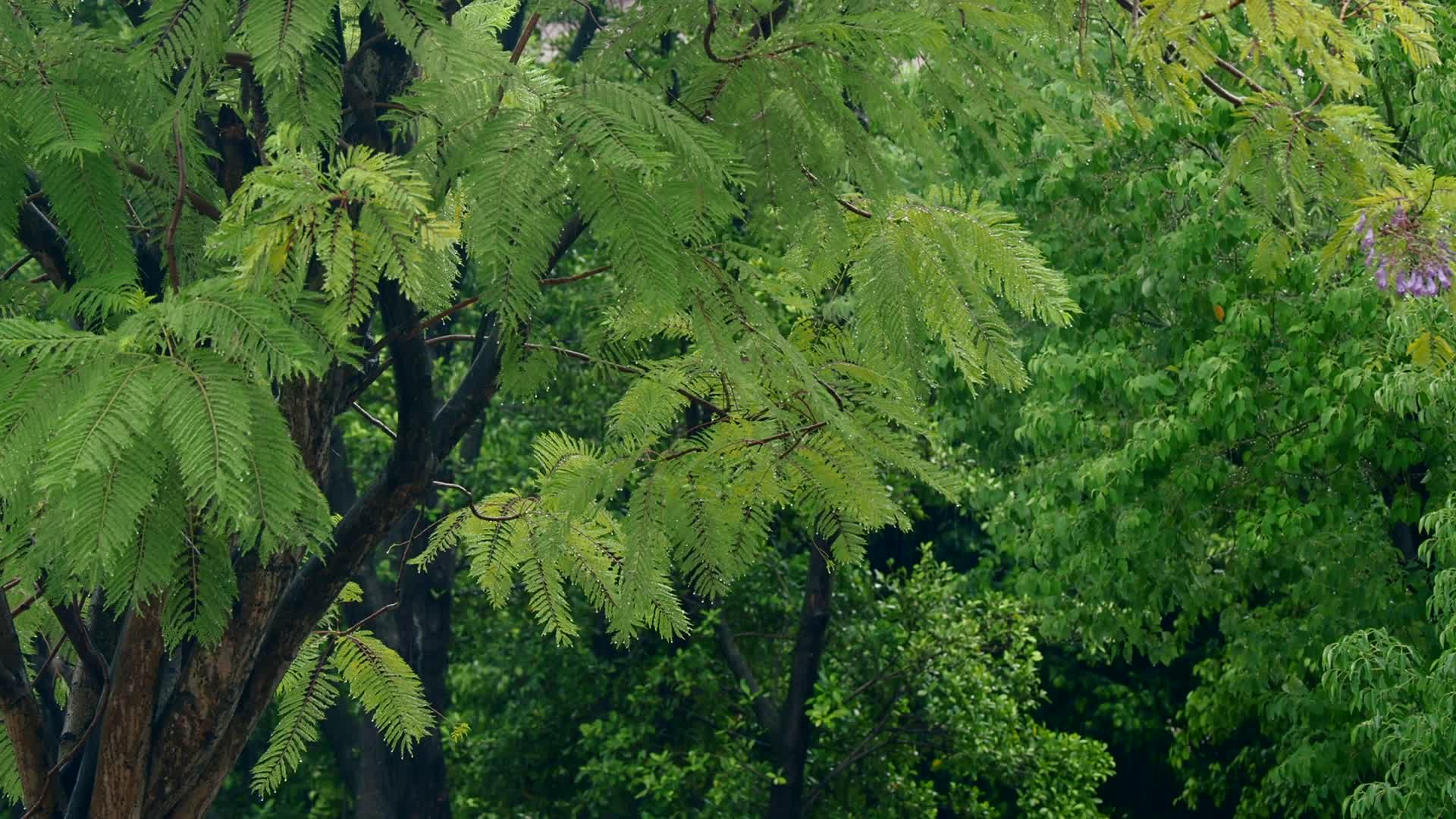 4K视频可商用公园雨景视频的预览图