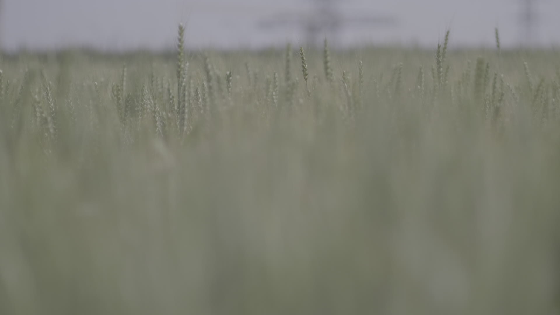 绿色小麦麦穗农作物4K实拍视频视频的预览图