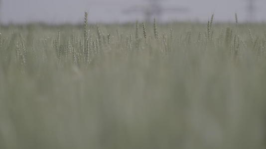 绿色小麦麦穗农作物4K实拍视频视频的预览图