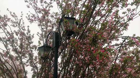 4k高清实拍樱花树视频的预览图