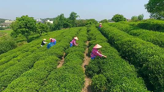 农村茶园农民采茶视频的预览图