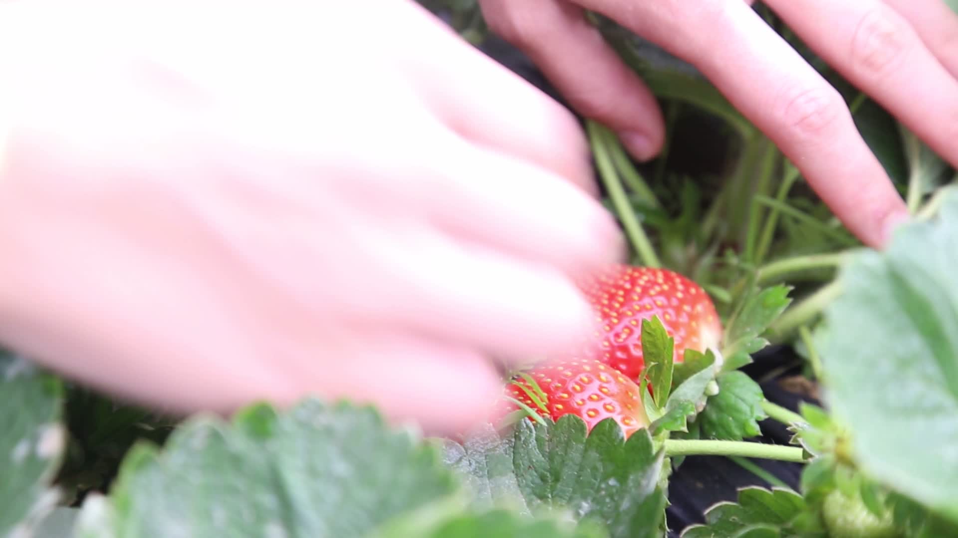 摘草莓特写视频的预览图