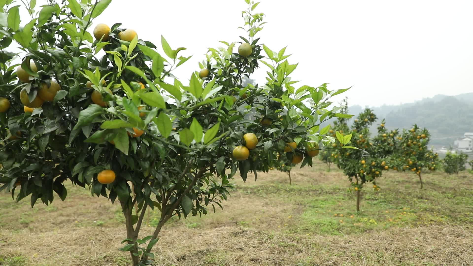 柑橘种植沃柑高清视频视频的预览图