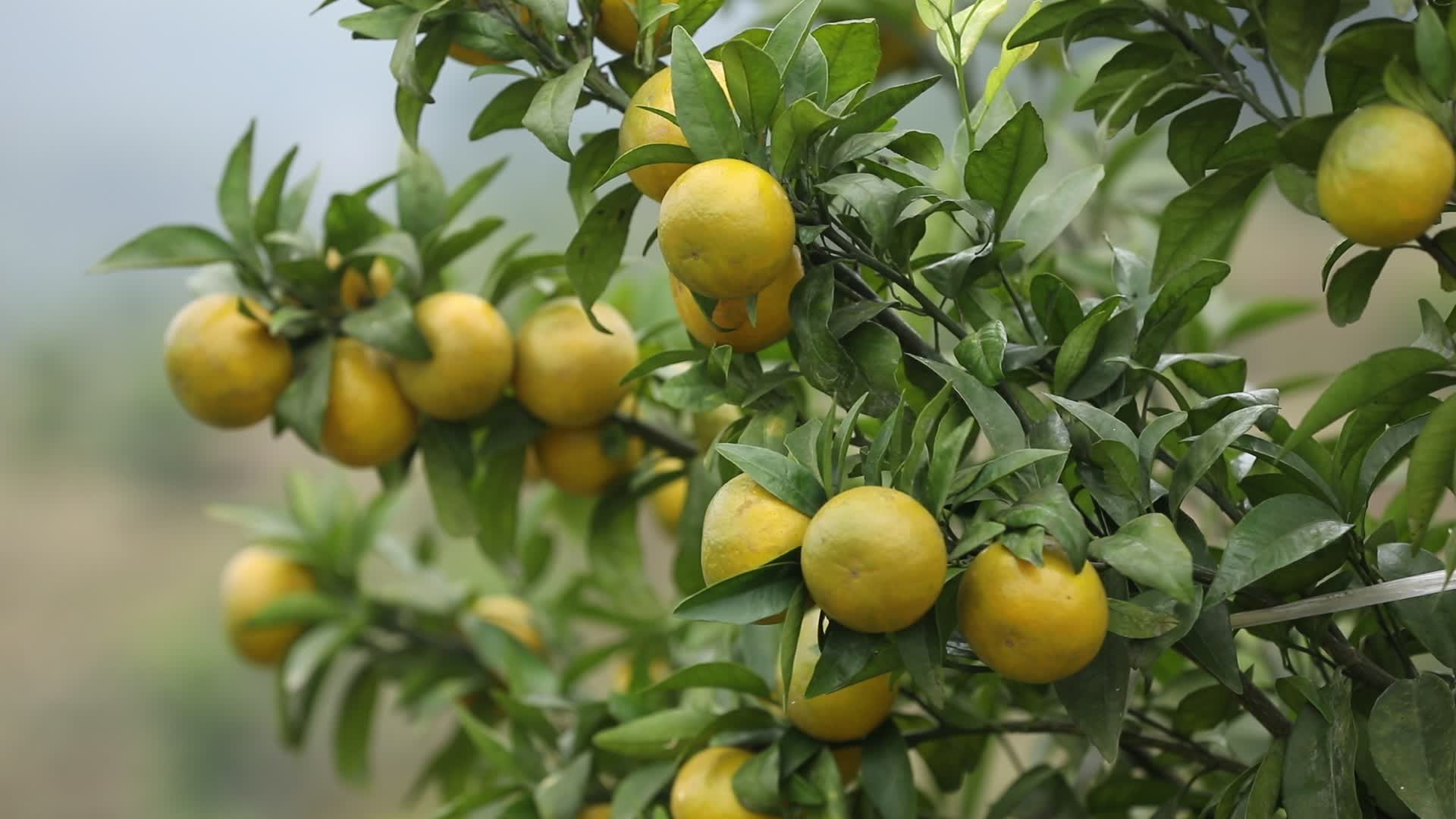 柑橘种植植物沃柑高清视频视频的预览图