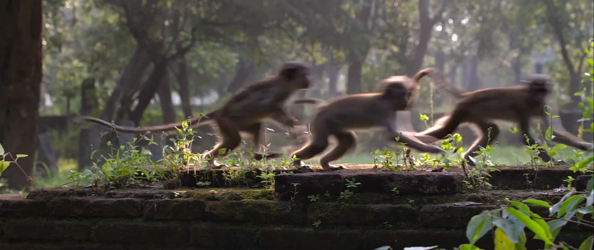 宣传片专题片猴子奔跑玩耍歇息视频的预览图