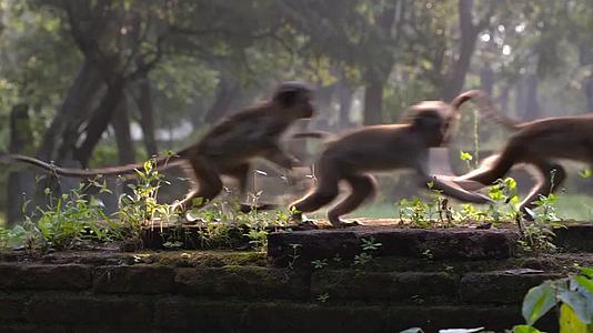 宣传片专题片猴子奔跑玩耍歇息视频的预览图