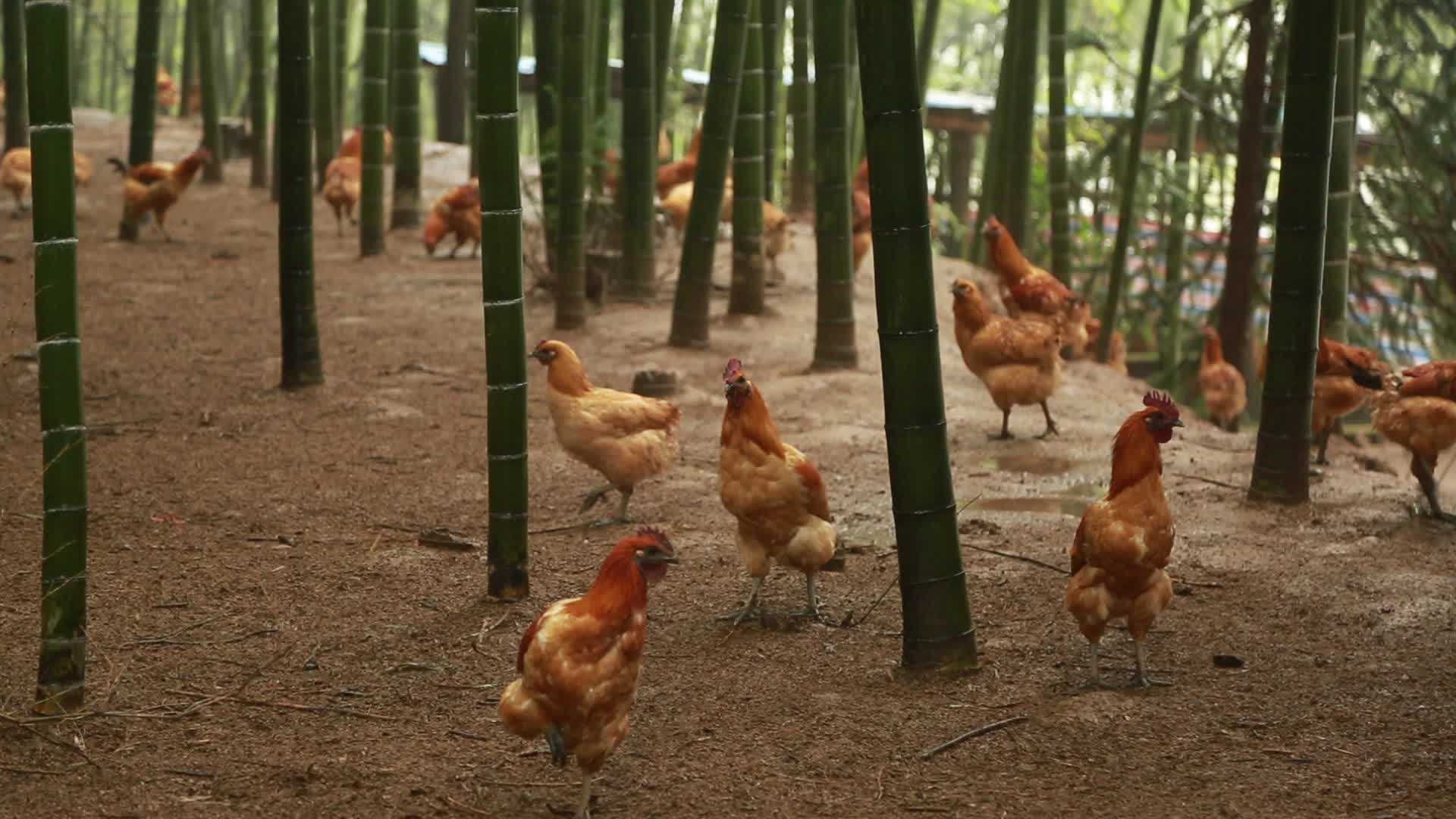 养殖业林下鸡养殖鸡林下产业竹林养殖高清实拍视频视频的预览图