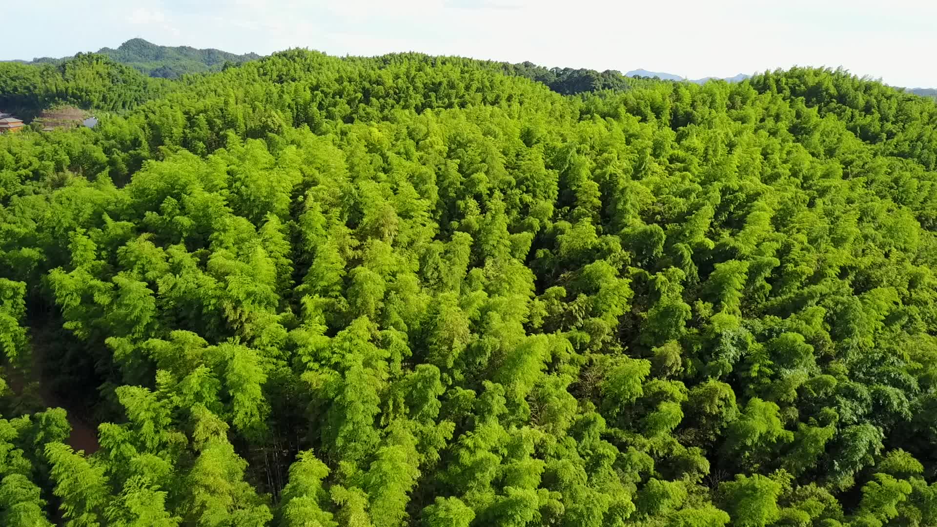 竹海竹林竹子生态风景航拍实拍竹叶视频的预览图