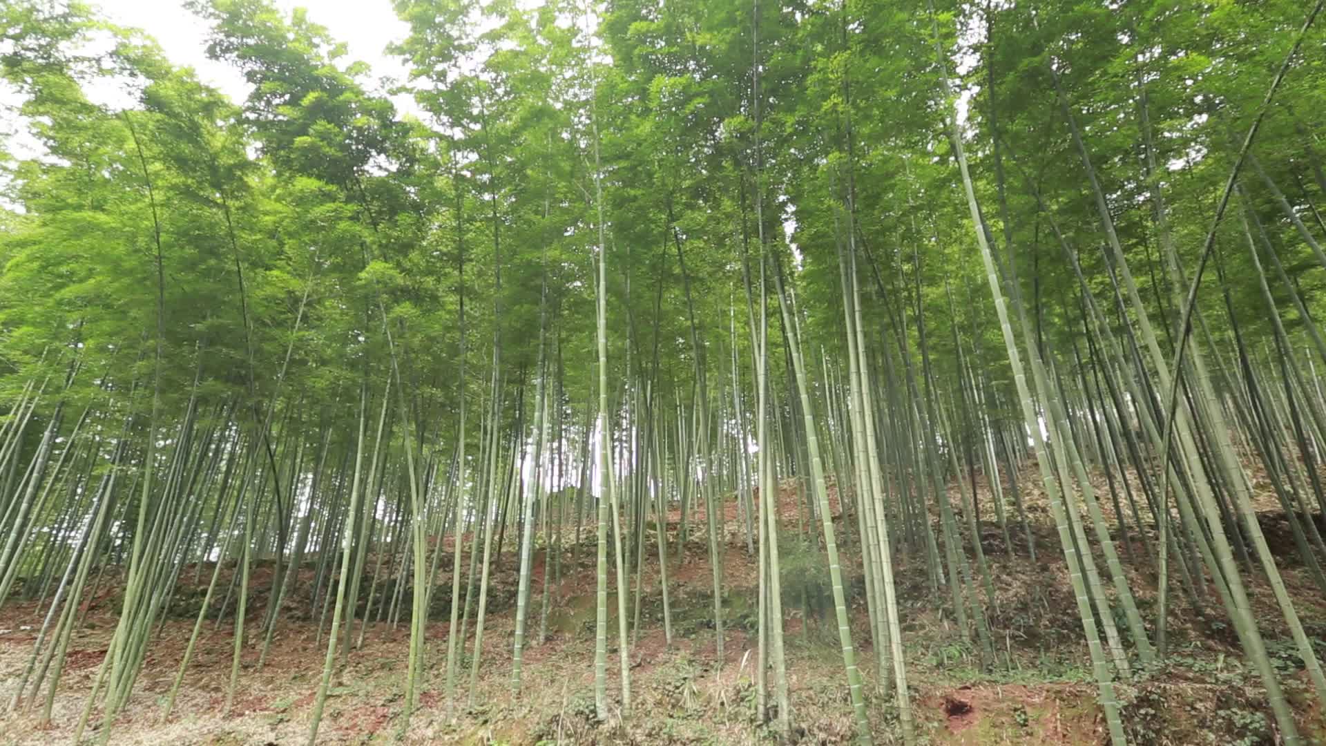 林下产业养殖林竹竹林高清视频实拍视频的预览图