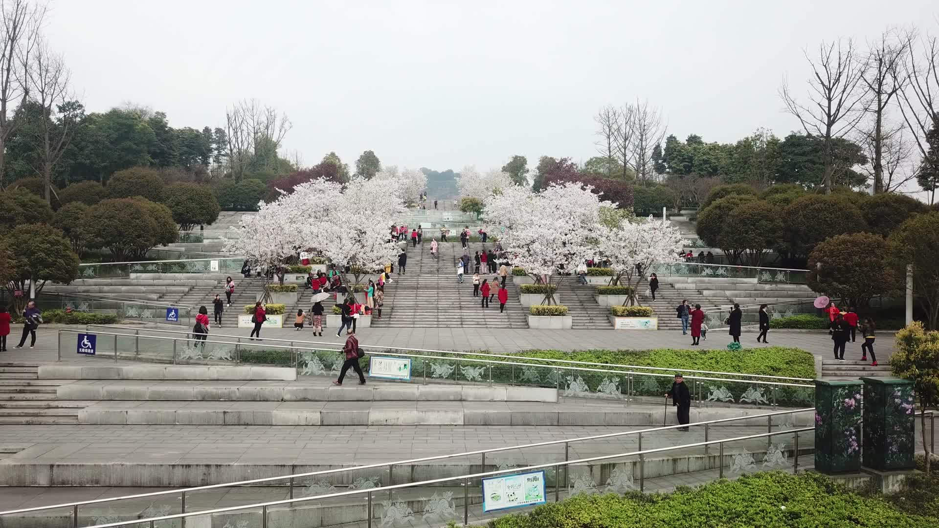 麒麟广场樱花开放休闲娱乐人群游玩赏花视频的预览图