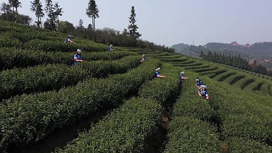 环绕4K茶山采茶姑娘唯美景色茶叶基地视频的预览图