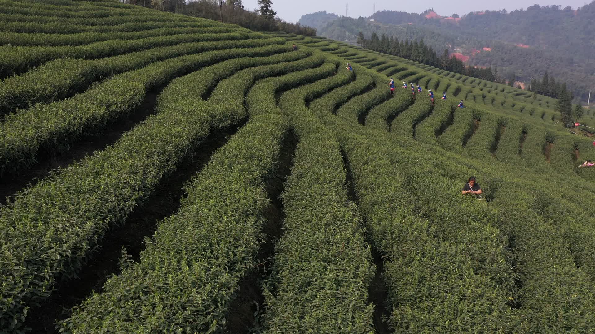 4K茶山采茶姑娘唯美景色茶叶基地视频的预览图