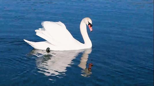 白天鹅水中游视频的预览图