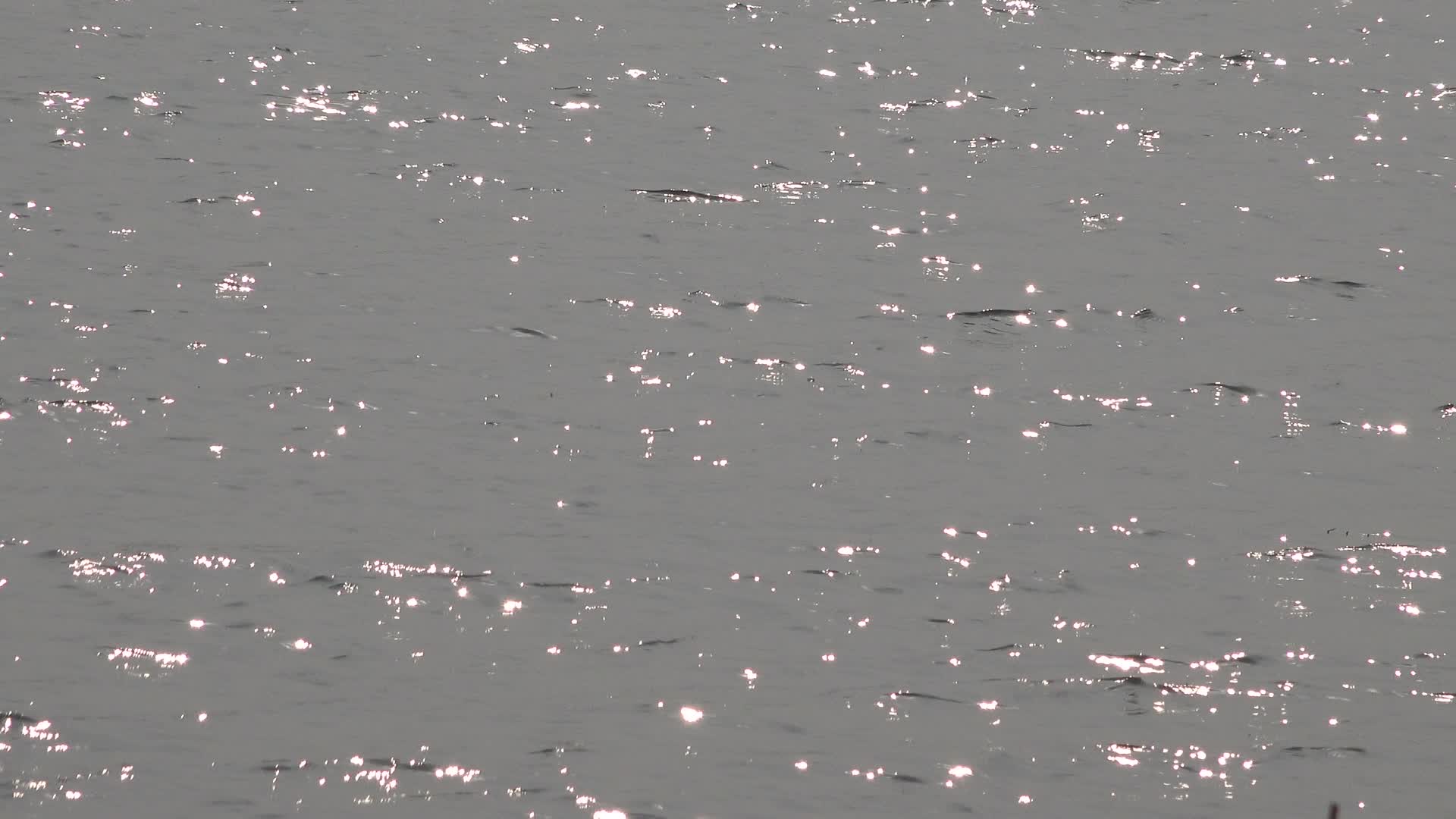 水面波光粼粼视频的预览图
