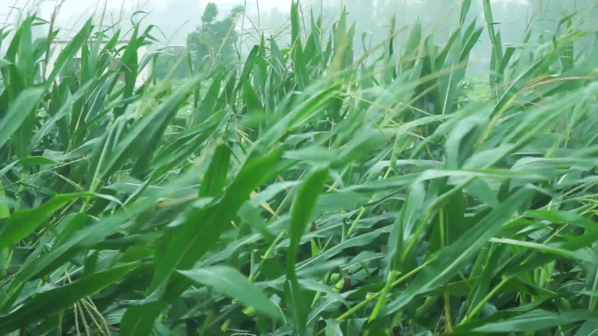 田野狂风暴雨视频的预览图
