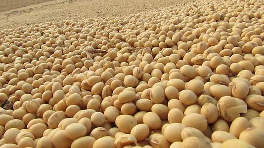 高产大豆籽粒视频的预览图