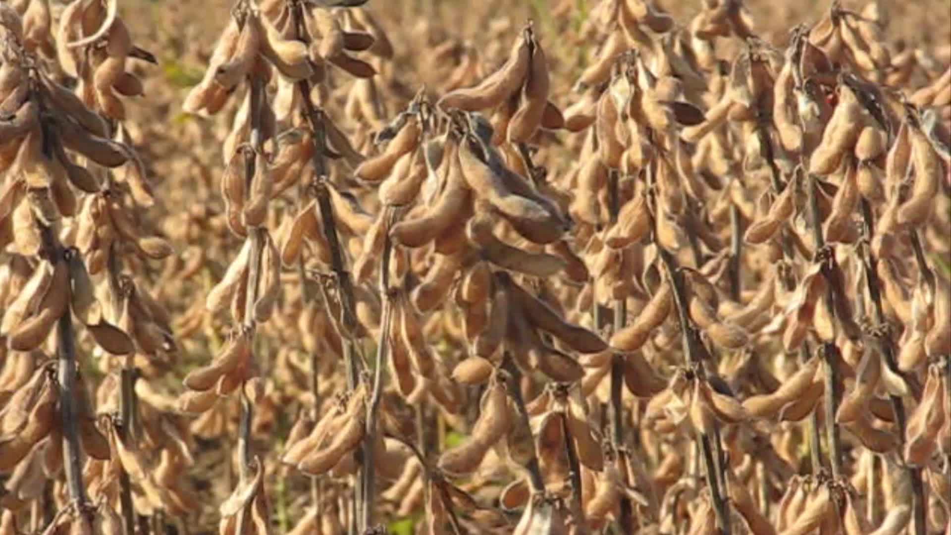 成熟大豆视频的预览图