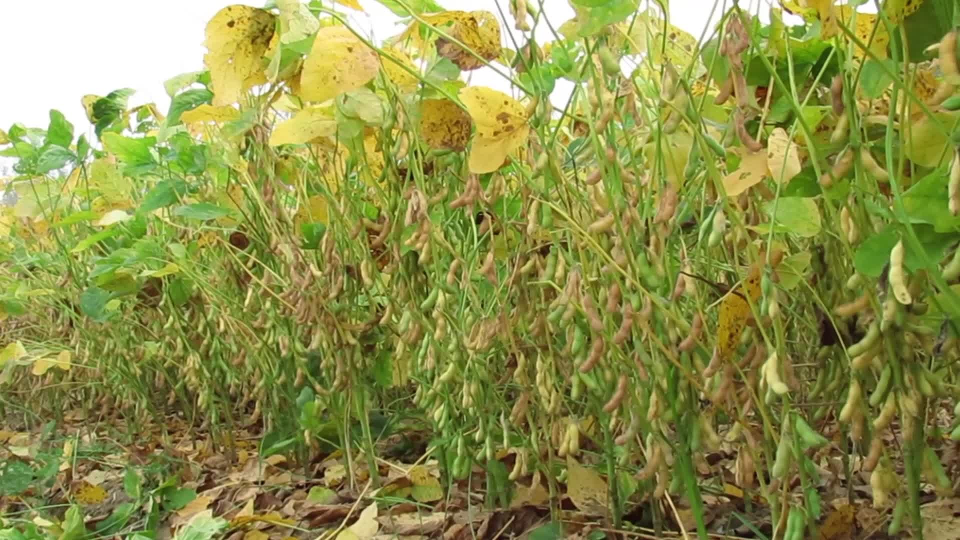 成熟的大豆视频的预览图