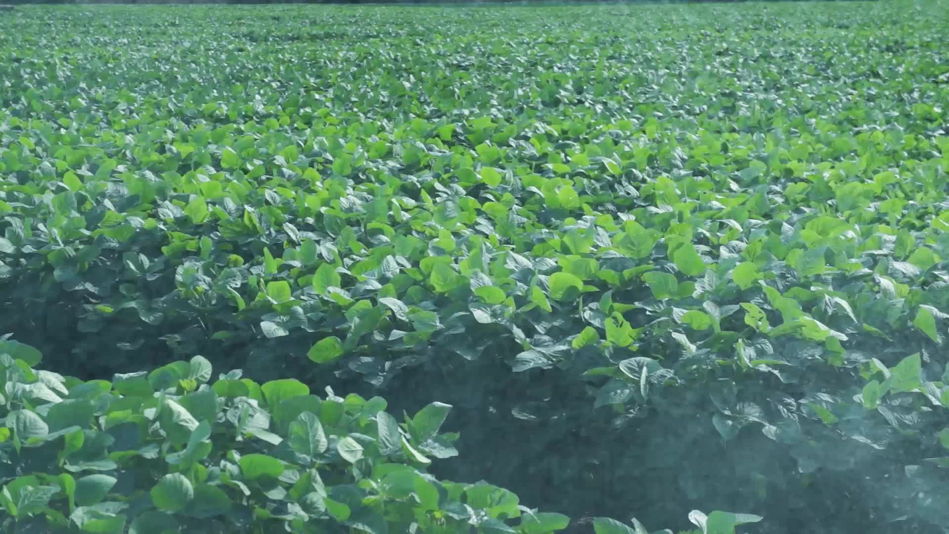 大豆灌溉视频的预览图