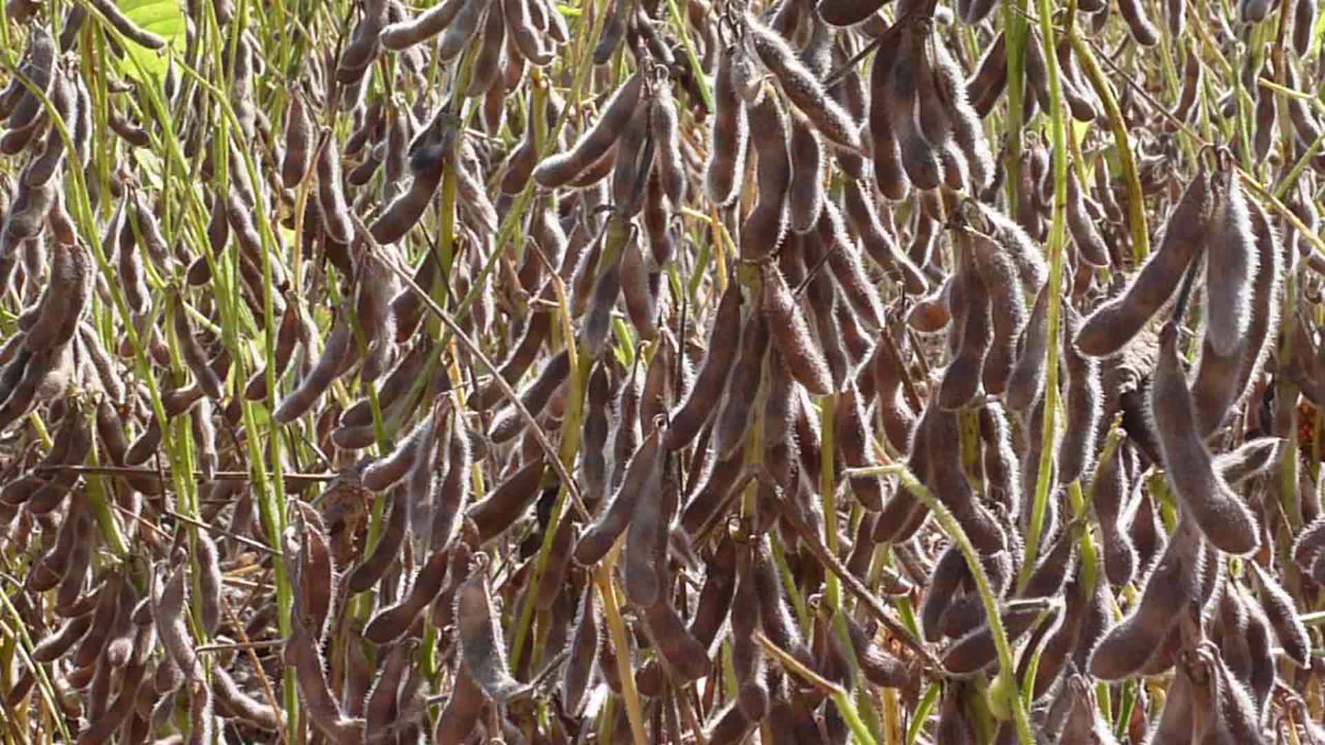 大豆成熟视频的预览图