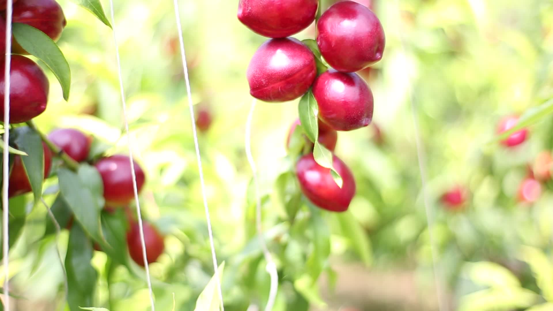 农业大棚桃子采摘视频的预览图