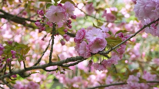 满树的的粉色樱花视频的预览图