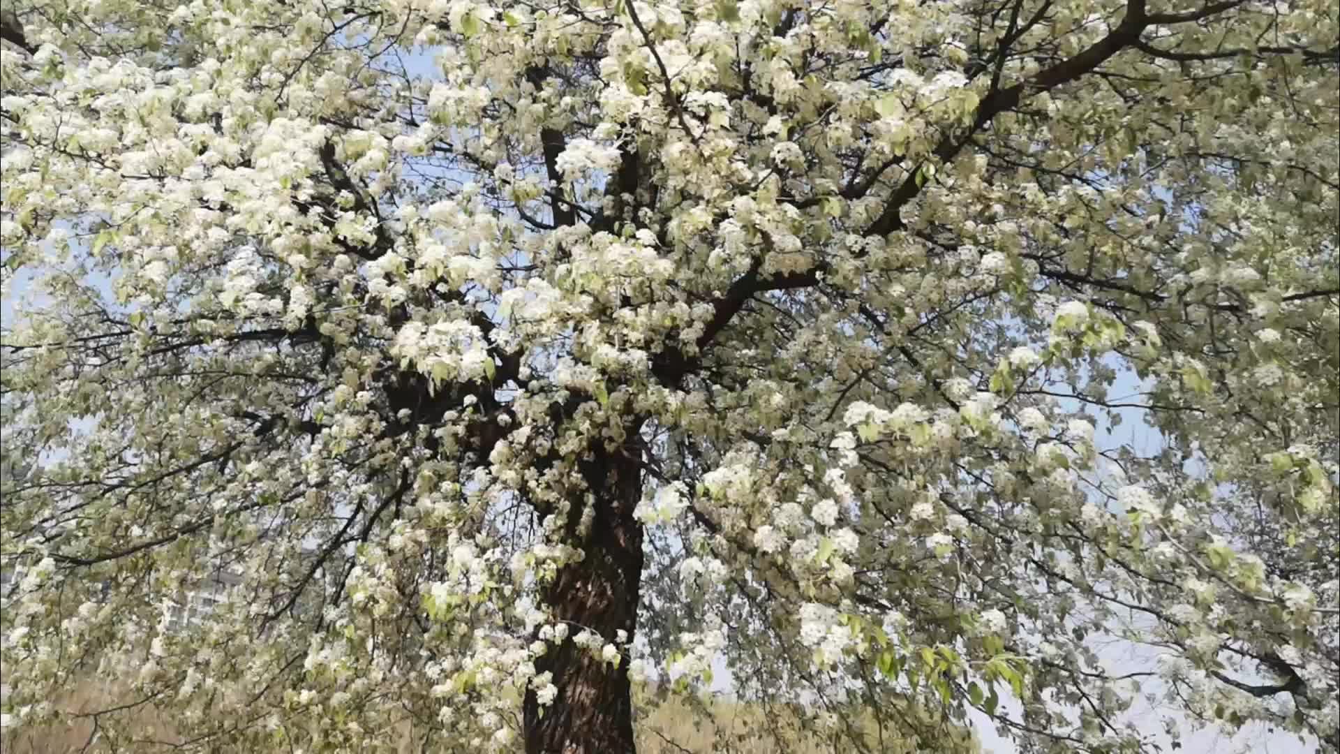 杜梨树开花了视频的预览图